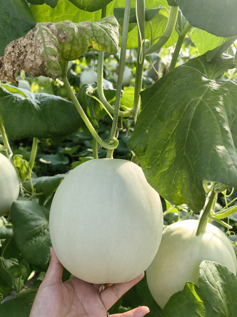 玉菇蜜瓜玉菇甜瓜玉菇香瓜大量上市一手货源对接市场电商