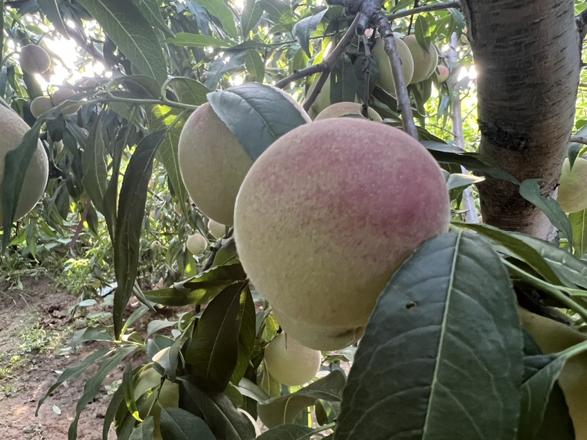 桃子成熟季节