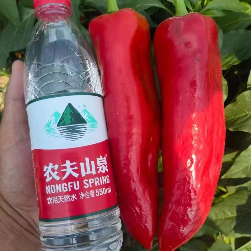 萧新映山红辣椒种子早熟粗长牛角椒种籽中辣青红两用硬果红椒