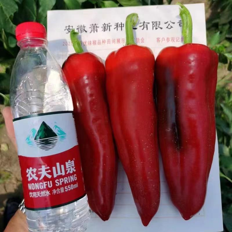 萧新映山红辣椒种子早熟粗长牛角椒种籽中辣青红两用硬果红椒