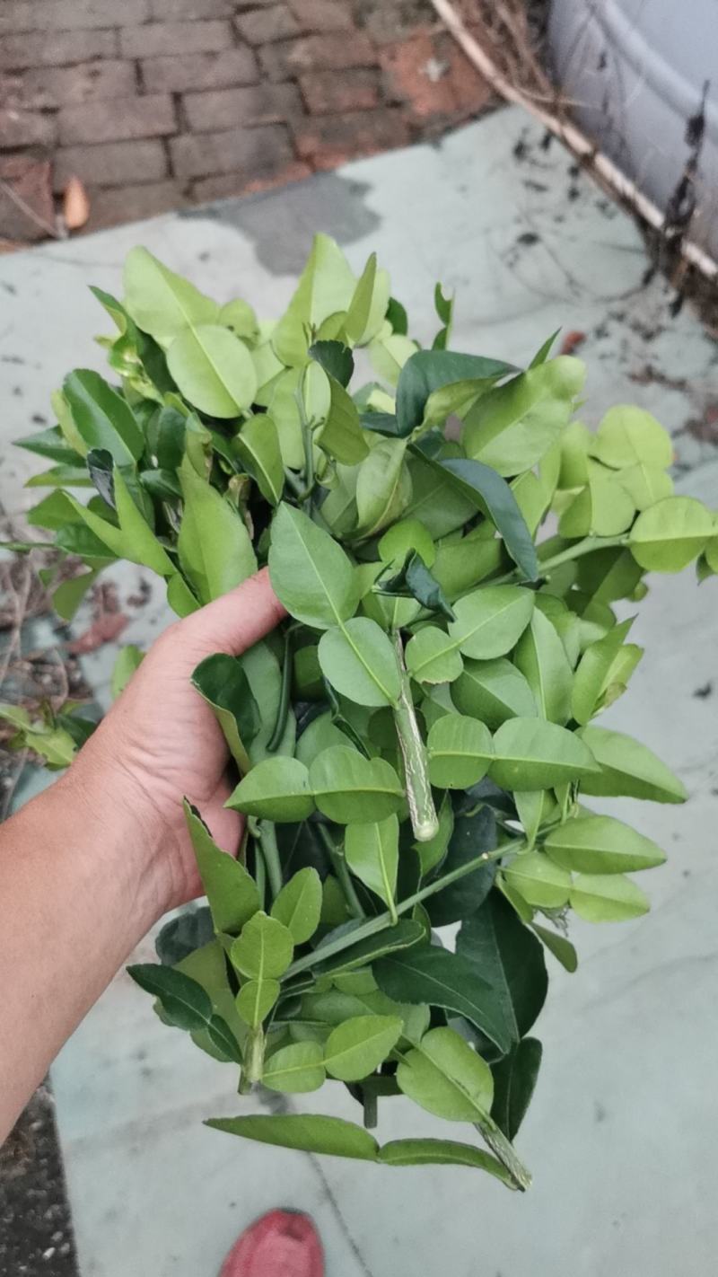 皱皮柠檬叶