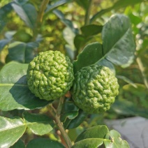 皱皮柠檬果