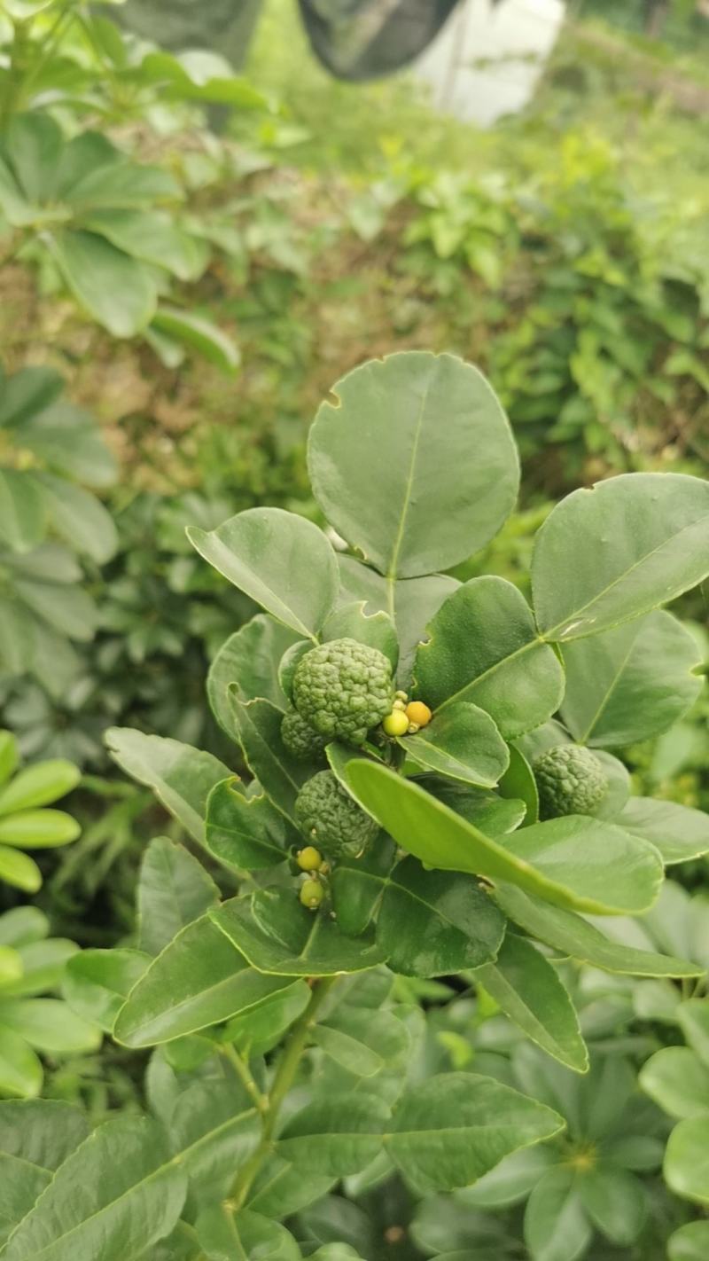 皱皮柠檬果