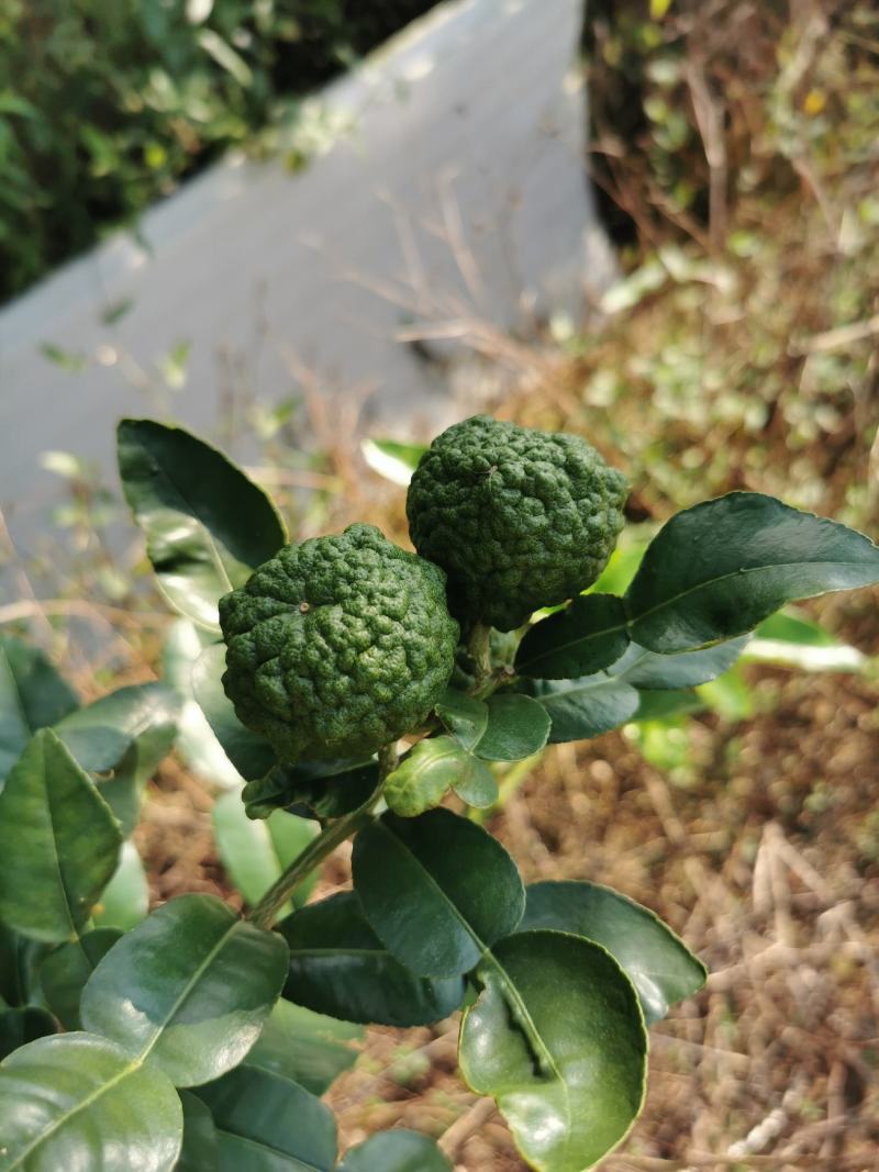 皱皮柠檬果