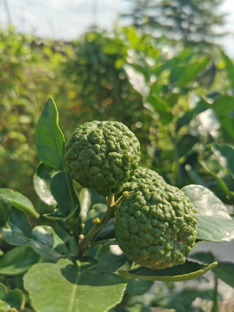 皱皮柠檬果