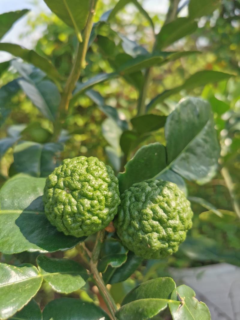 皱皮柠檬果