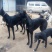 精品格力犬格惠犬出售格力犬幼犬格惠犬幼犬