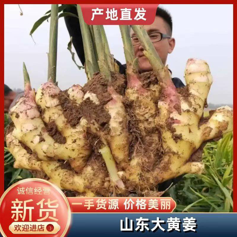 【鲜姜代存】大黄姜电商风干姜小黄姜产地直发保质保量