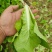 奶油白菜
