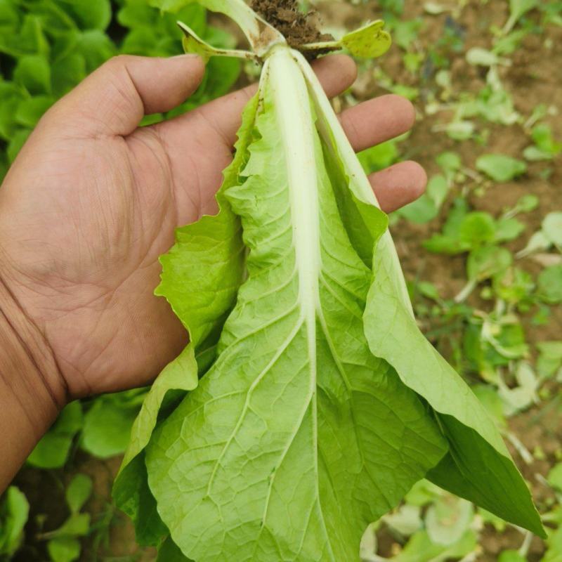 奶油白菜