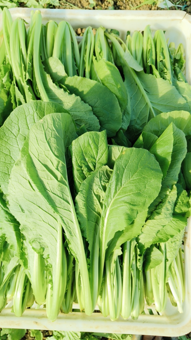 奶油白菜