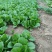 奶油白菜