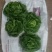 奶油生菜