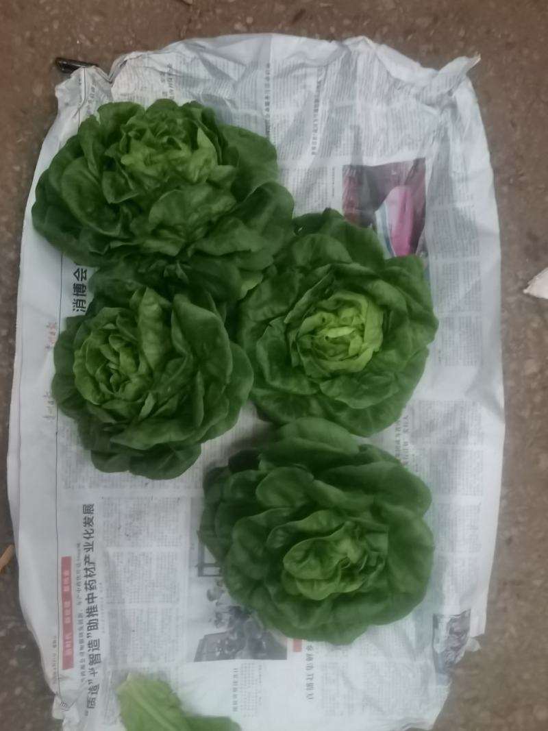 奶油生菜