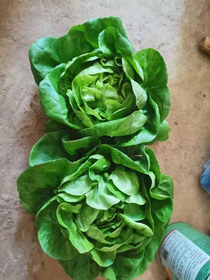 奶油生菜