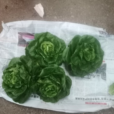 奶油生菜