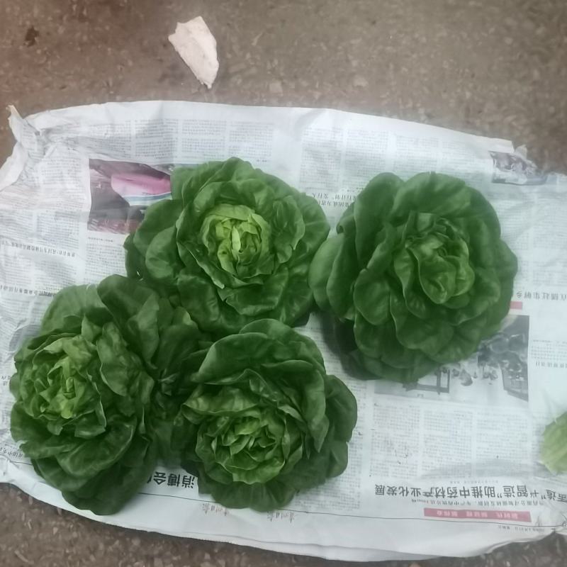 奶油生菜