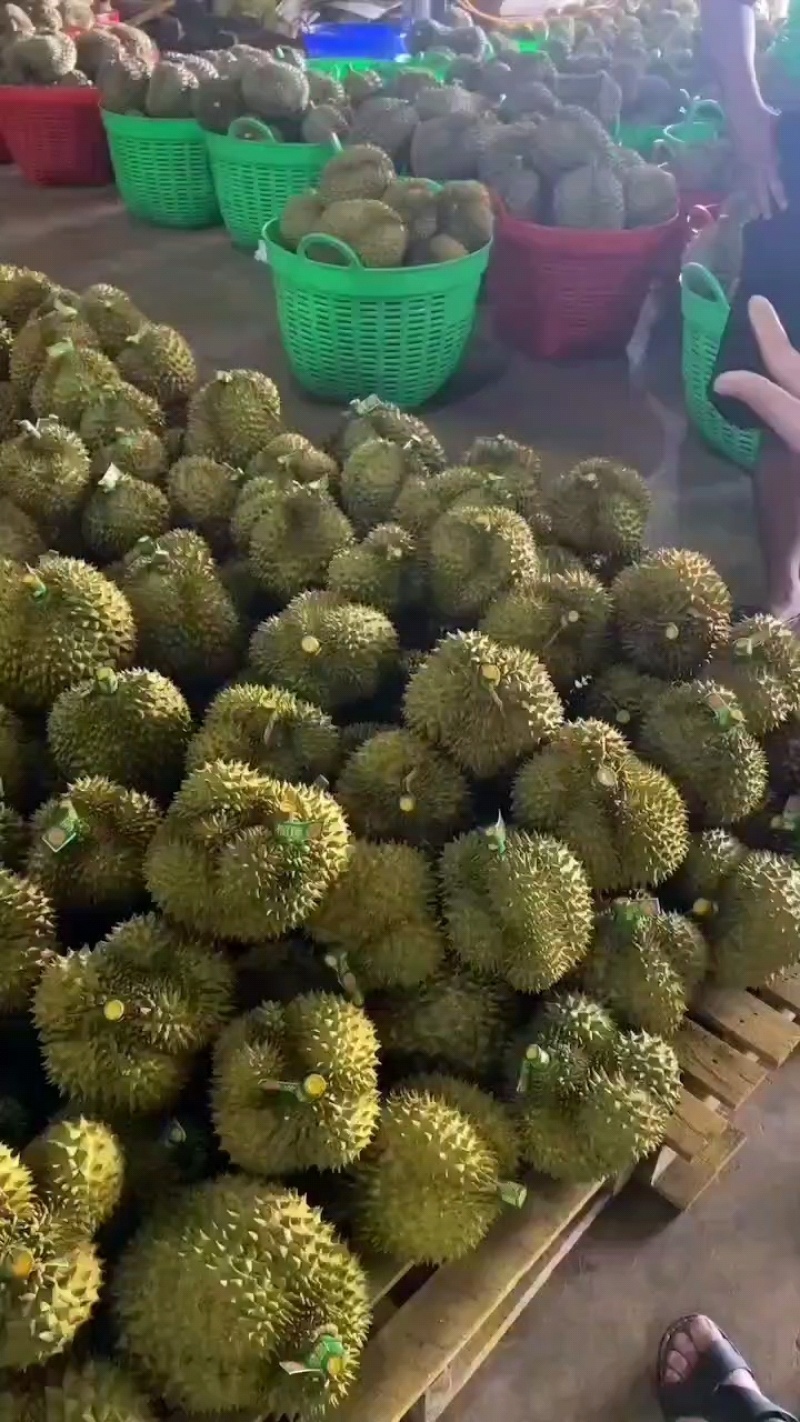 金枕榴莲产地直发一手货源，欢迎老板咨询合作