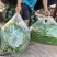 精品:千亩黑条线椒！特辣型！长条果型！品质优良！一手货源