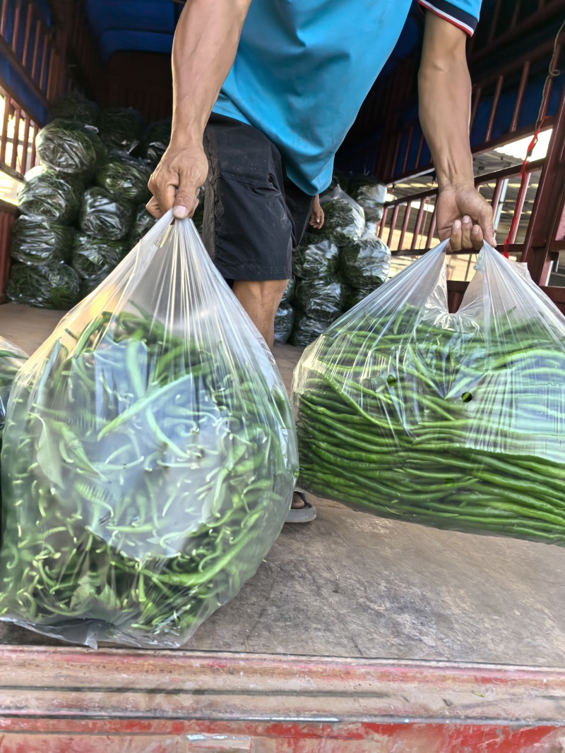 精品:千亩黑条线椒！特辣型！长条果型！品质优良！一手货源