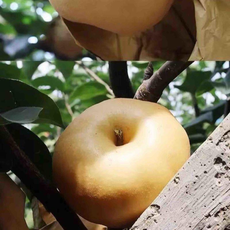南水梨