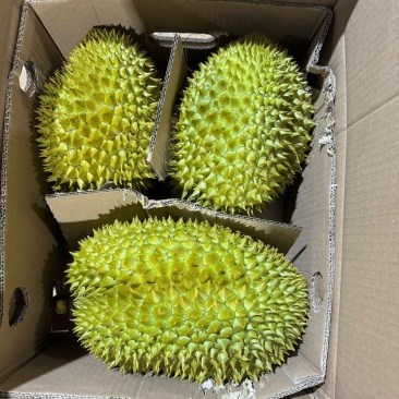 金枕榴莲产地直发一手货源，欢迎老板咨询合作