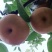 晚秋黄梨大量上市。一件代发全国各地。优质品质真诚合作