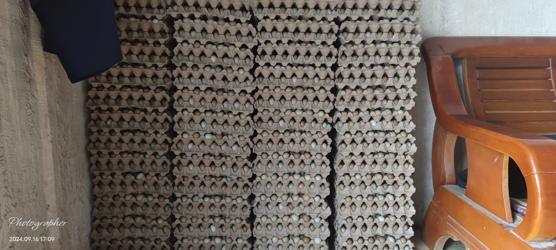 【精品】七彩山鸡蛋批发，代发，货源充足品质保障