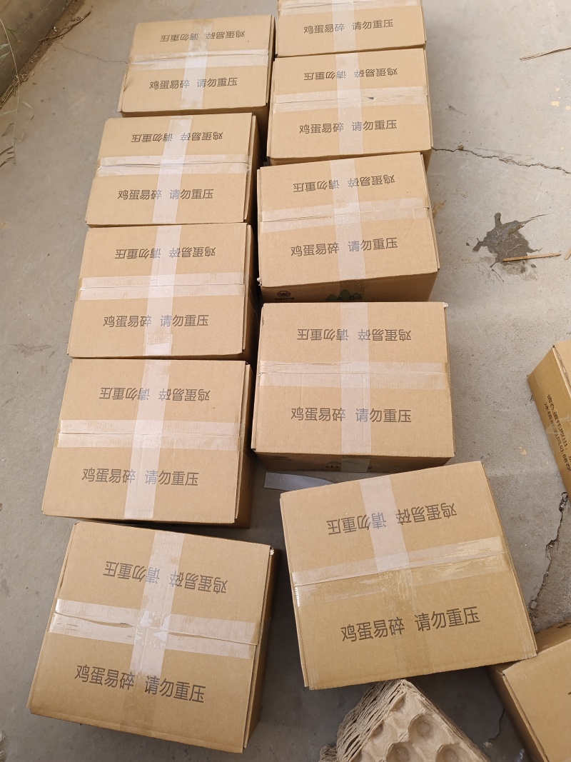 【精品】七彩山鸡蛋批发，代发，货源充足品质保障