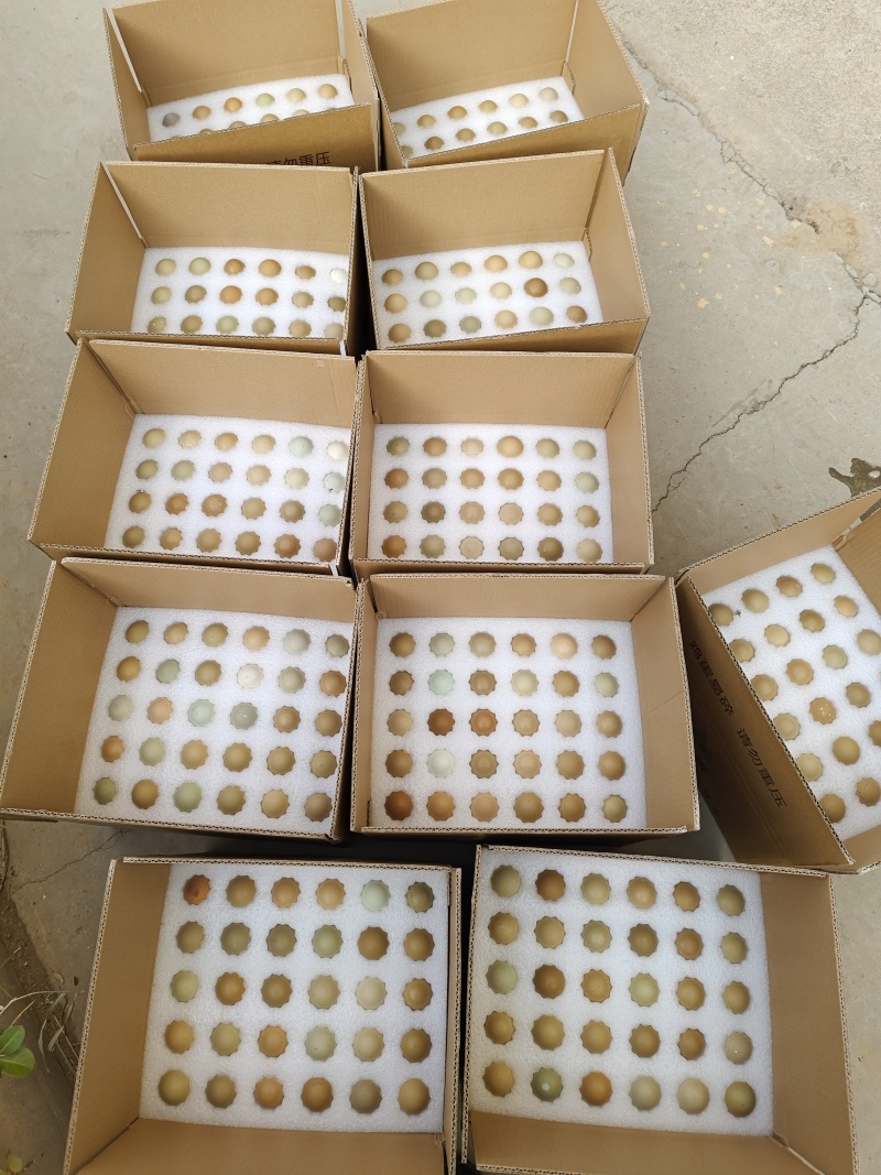 【精品】七彩山鸡蛋批发，代发，货源充足品质保障