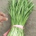 基地韭菜大量供应欢迎各位客商联系