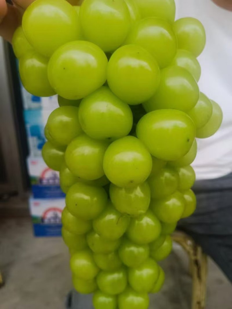 阳光玫瑰精品葡萄大量供应中产地一手货源量大优惠