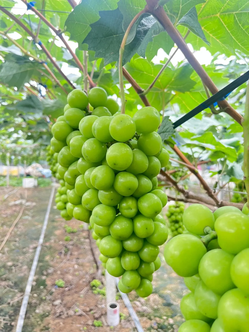 阳光玫瑰精品葡萄大量供应中产地一手货源量大优惠