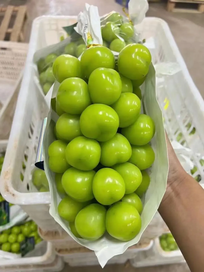 【优选商家】阳光玫瑰大量供应中基地直供品质保障