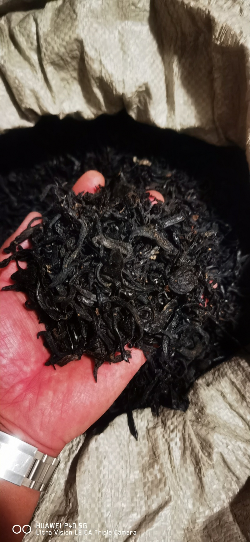 水蛭批发零售