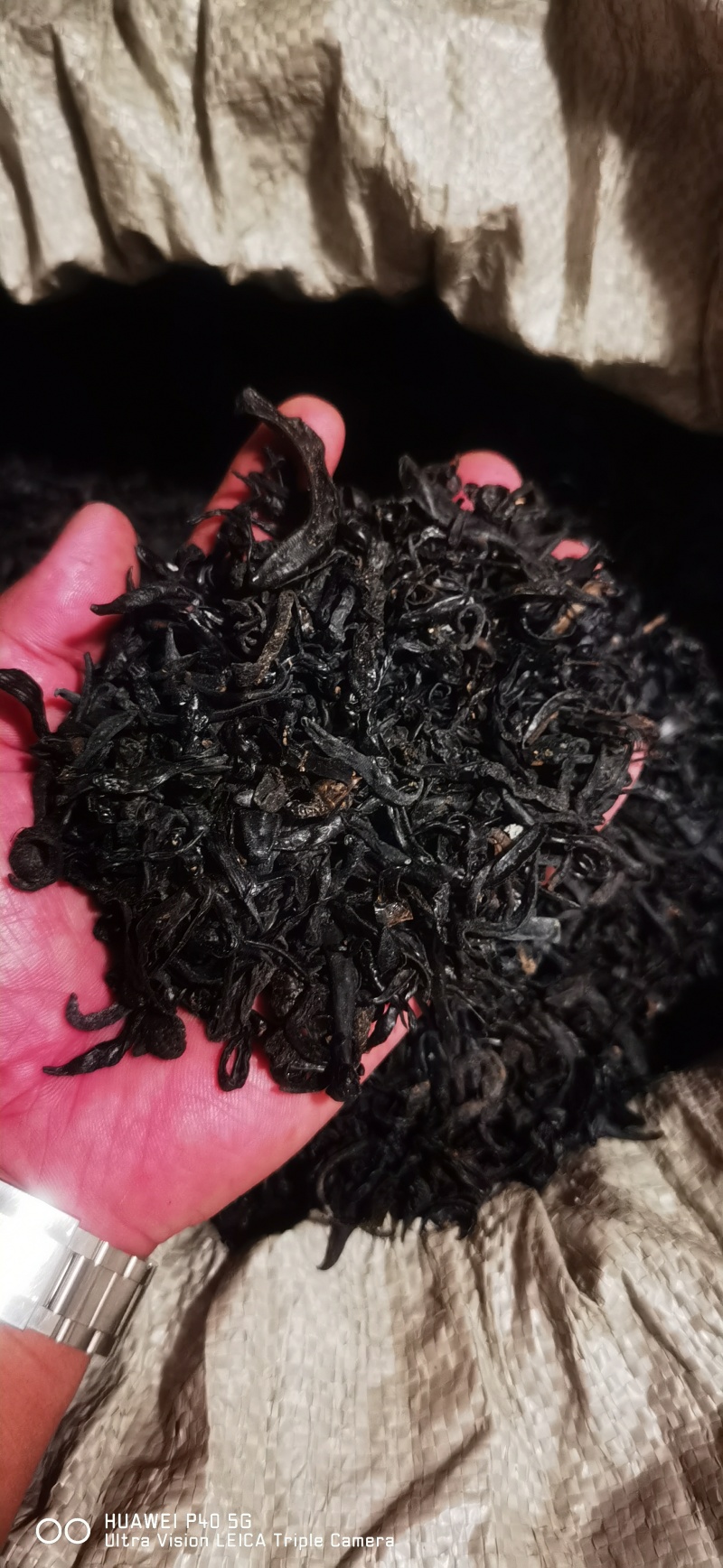 水蛭批发零售