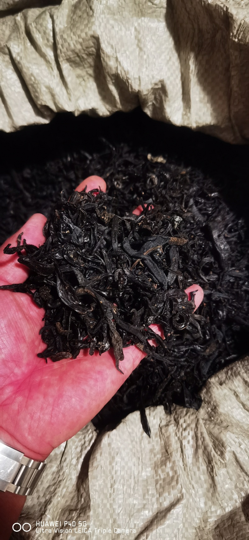 水蛭批发零售