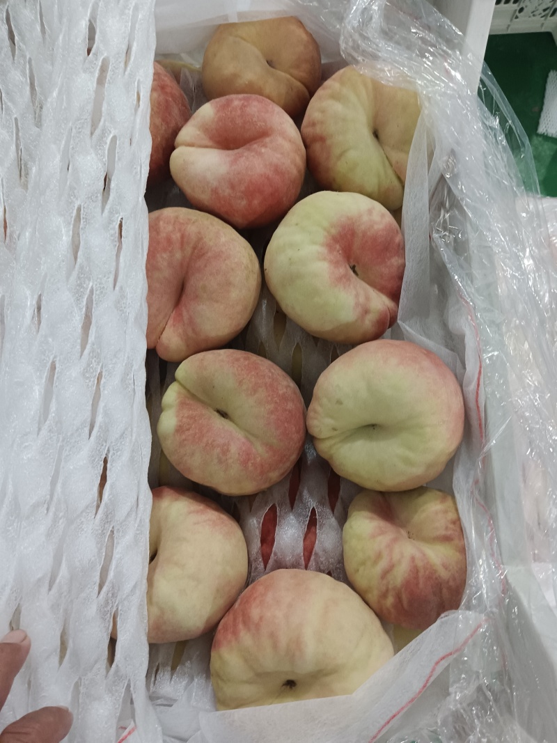 瑞蟠21，中秋巨蟠，红蟠桃40万斤大园子开始装货