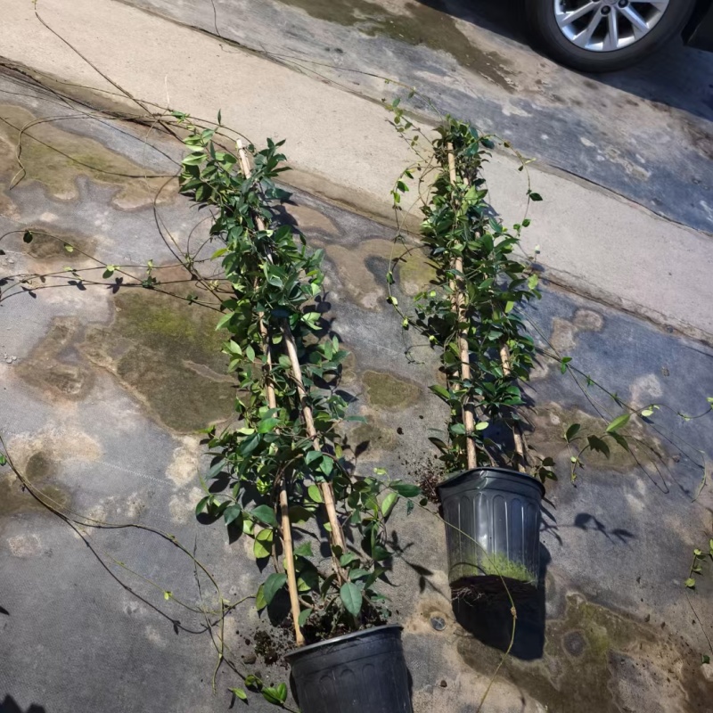 风车茉莉2加伦，基地有量，价格优惠，欢迎订购。