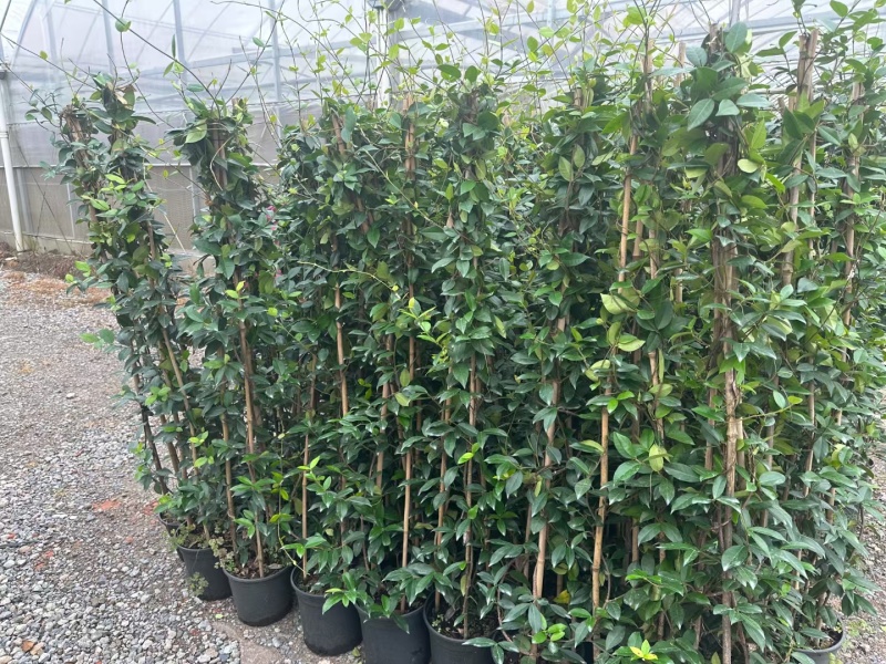 风车茉莉2加伦，基地有量，价格优惠，欢迎订购。