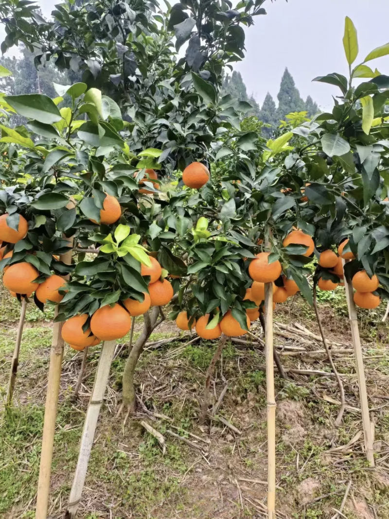 精品推荐四川爱媛38号果冻橙大量上市价格优惠欢迎咨询