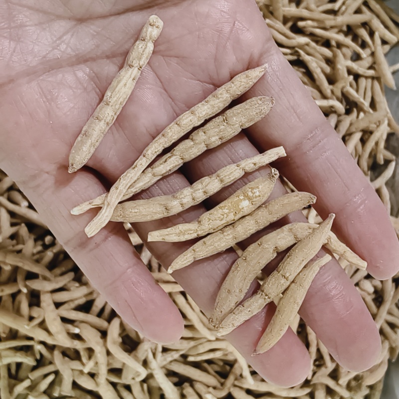 太子参孩儿参现货大量批发24小时发货不包邮