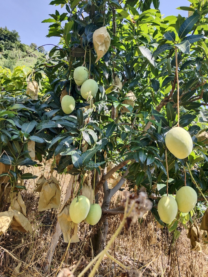 四川攀枝花黄袋大凯特果皮细腻光滑价格实惠原产地质量有保证
