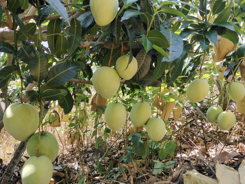 四川攀枝花黄袋大凯特果皮细腻光滑价格实惠原产地质量有保证