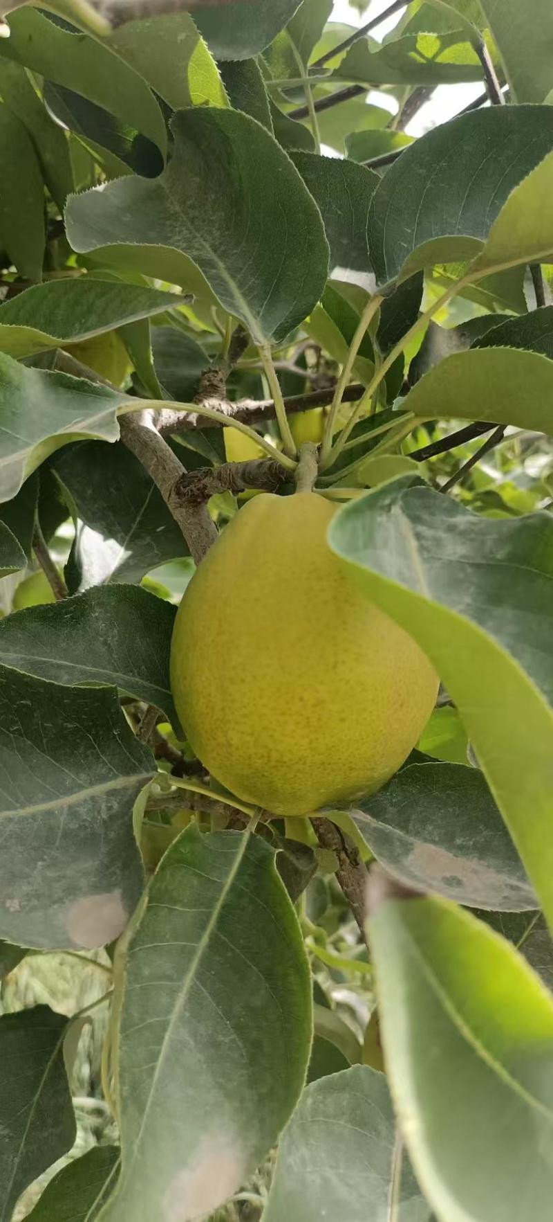 库尔勒香梨基地直发脆甜多汁品质保障对接商超市场等