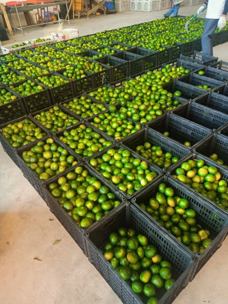 湖南蜜橘普早蜜桔小叶桔商超电商供货代收代发代加工