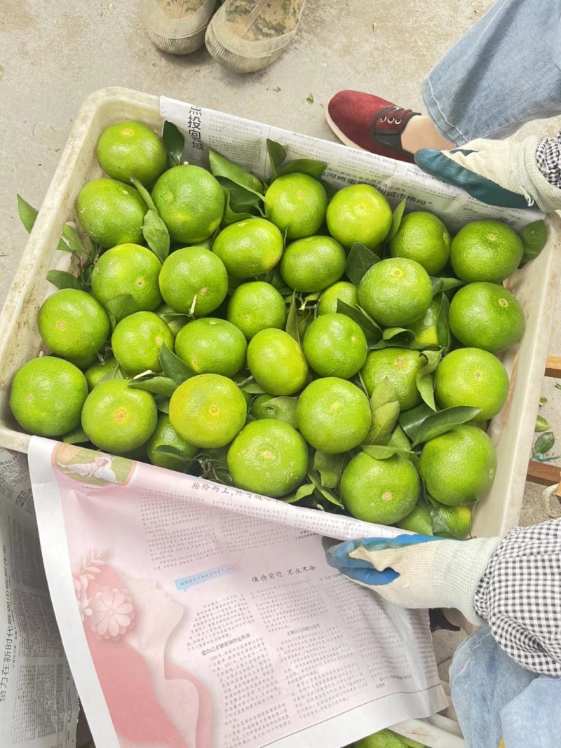 湖南蜜橘普早蜜桔小叶桔商超电商供货代收代发代加工