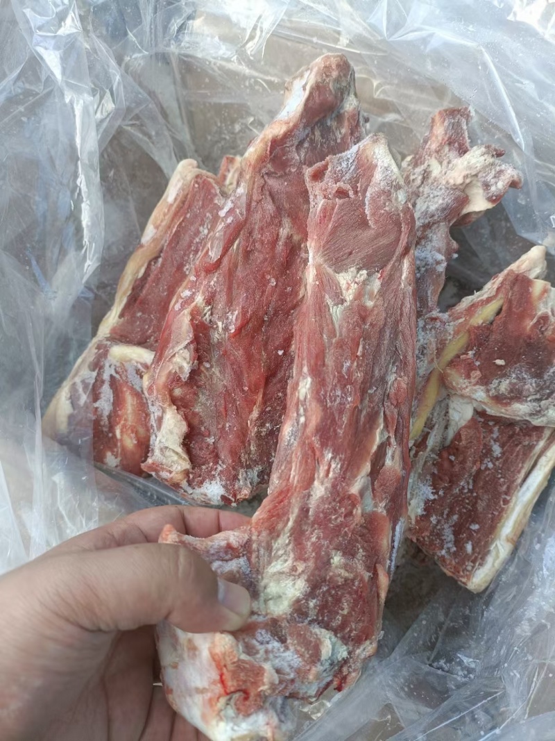 内蒙678月份的满肉羊蝎子，从脖整根切，支持看货，量大从