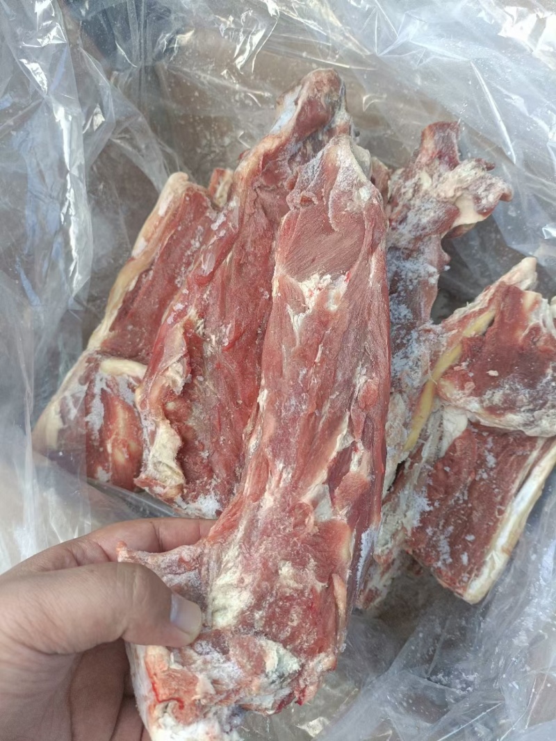 内蒙678月份的满肉羊蝎子，从脖整根切，支持看货，量大从