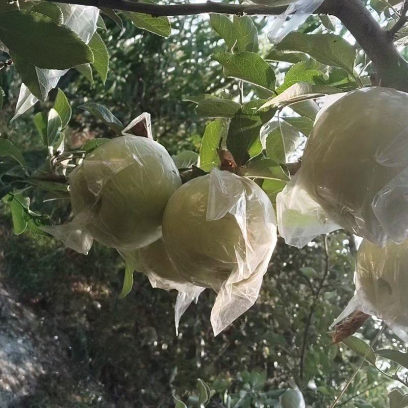苹果青富士苹果产地直供，对接电商平台个，规格多
